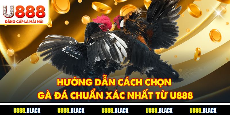 Hướng dẫn cách chọn gà đá chuẩn xác nhất từ U888