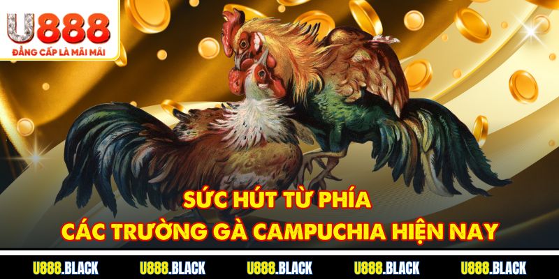 Sức hút từ phía các trường gà Campuchia hiện nay